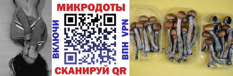 Псилоцибиновые грибы Psilocybe  Ак-Довурак 